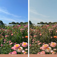 Load image into Gallery viewer, Lindsey Roman Mobile Classic Preset Pack